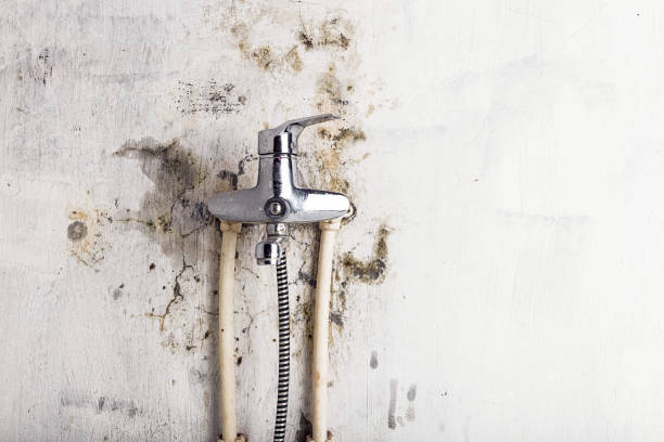 Best Best Mold Removal Companies  in Friendship Heights Village, MD