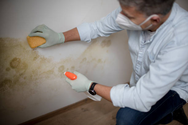 Reliable Friendship Heights Village, MD Mold Removal Solutions