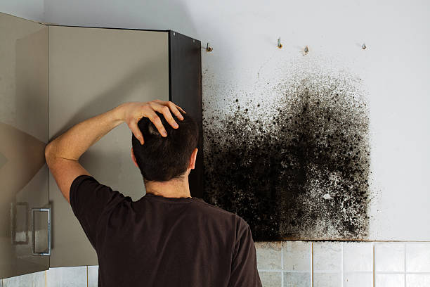 Best Local Mold Removal Service  in Friendship Heights Village, MD