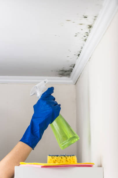 Best Mold Cleaning Services  in Friendship Heights Village, MD